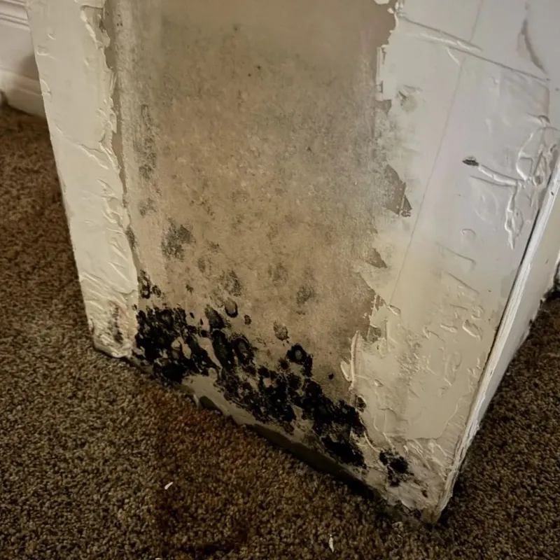 Professional Mold Removal in Winston, OR